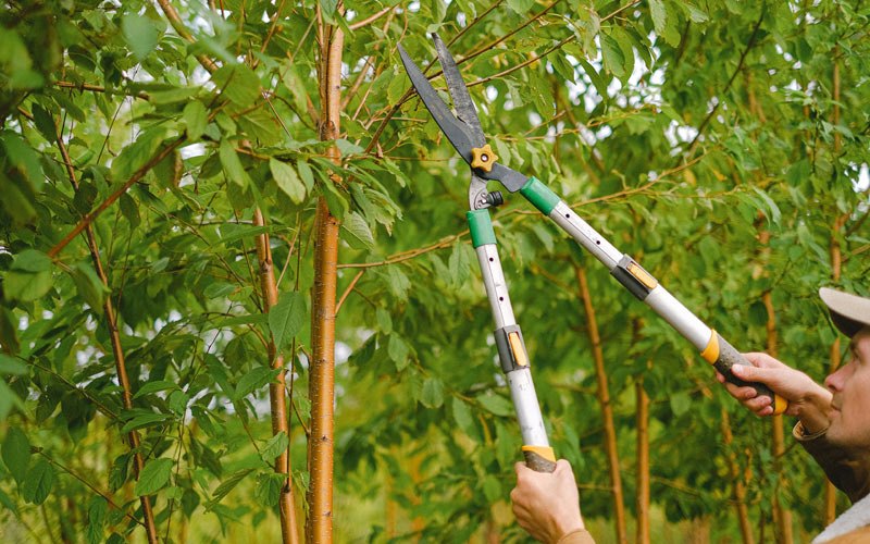 Tree trimming in Pocahontas, AR
